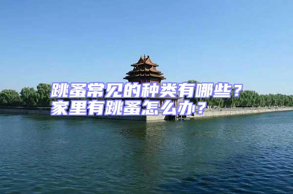 跳蚤常見(jiàn)的種類有哪些?家里有跳蚤怎么辦?