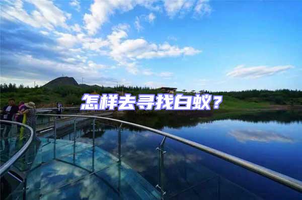 怎樣去尋找白蟻?