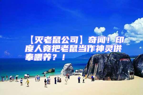 【滅老鼠公司】奇聞！印度人竟把老鼠當作神靈供奉喂養？！