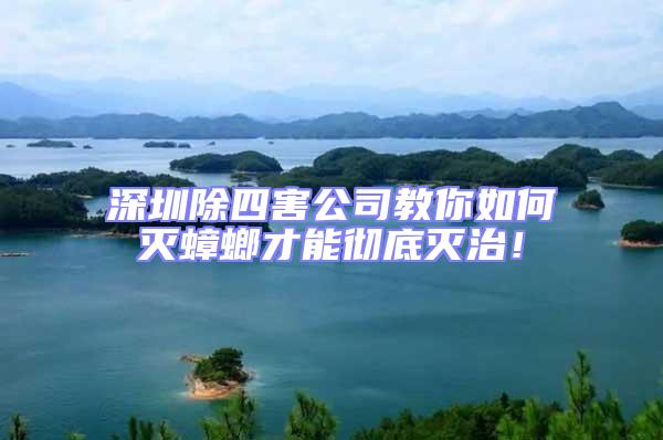 深圳除四害公司教你如何滅蟑螂才能徹底滅治!