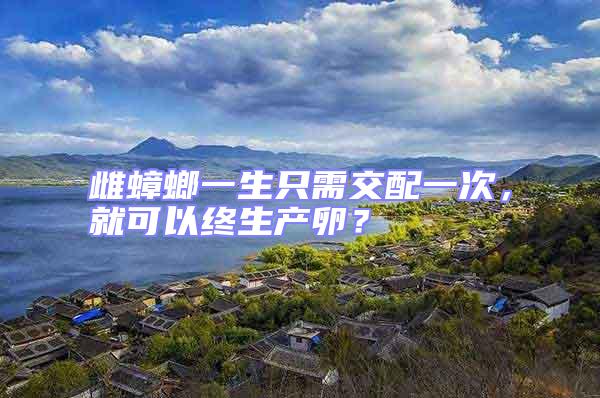 雌蟑螂一生只需交配一次，就可以終生產卵？