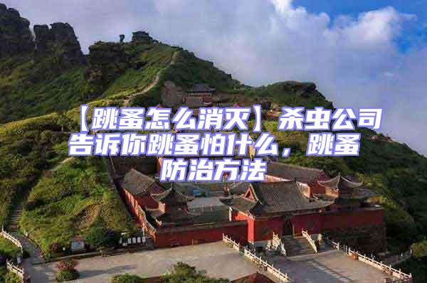 【跳蚤怎么消滅】殺蟲公司告訴你跳蚤怕什么,跳蚤防治方法