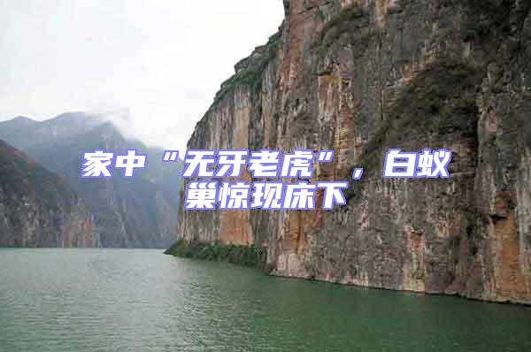 家中“無牙老虎”,白蟻巢驚現(xiàn)床下