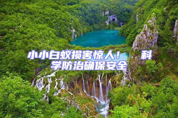 小小白蟻損害驚人! 科學防治確保安全