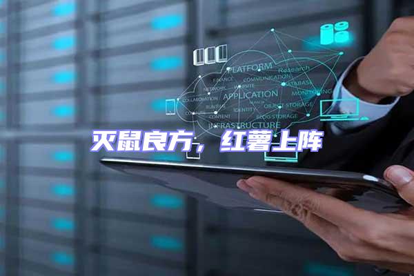 滅鼠良方,紅薯上陣