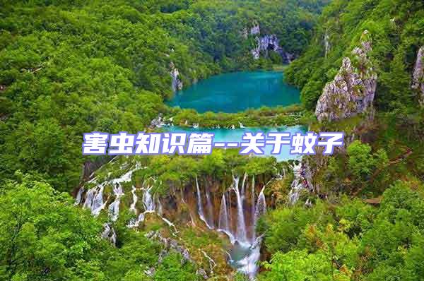 害蟲知識篇--關于蚊子