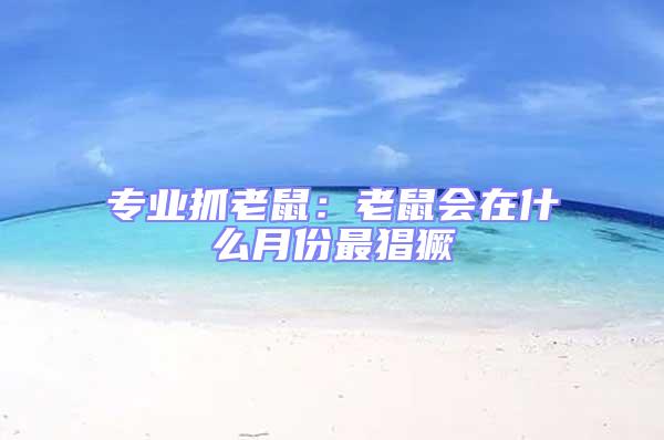 專業抓老鼠:老鼠會在什么月份最猖獗