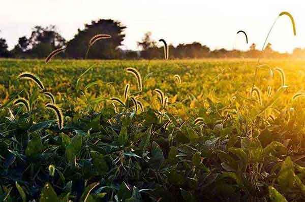 滅蟲公司專業滅蚊10年