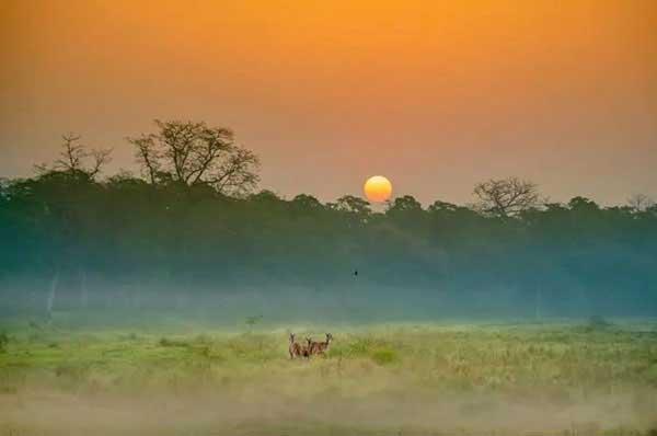 家里出現小黃螞蟻怎么辦?除蟲公司教你連環計滅螞蟻