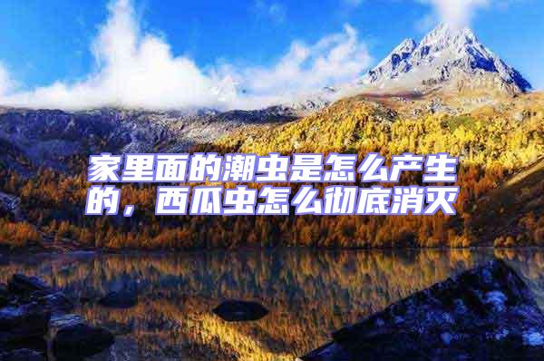 家里面的潮蟲(chóng)是怎么產(chǎn)生的,西瓜蟲(chóng)怎么徹底消滅