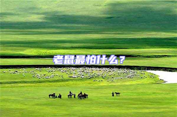 老鼠最怕什么？