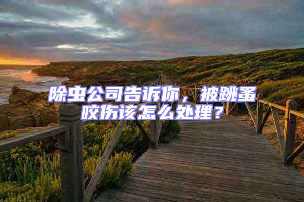 除蟲公司告訴你,被跳蚤咬傷該怎么處理?