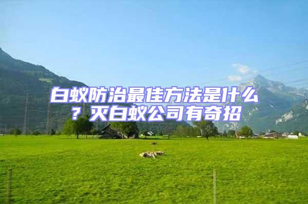 白蟻防治最佳方法是什么?滅白蟻公司有奇招