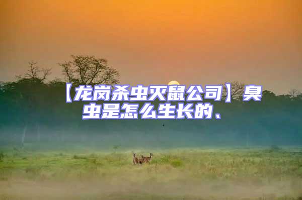 【龍崗殺蟲滅鼠公司】臭蟲是怎么生長的、