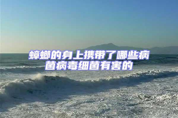 蟑螂的身上攜帶了哪些病菌病毒細(xì)菌有害的