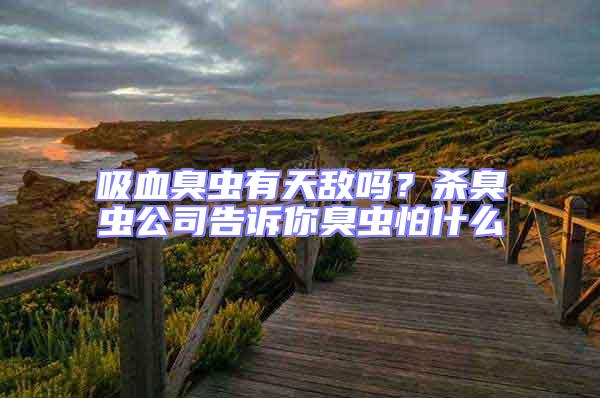 吸血臭蟲有天敵嗎?殺臭蟲公司告訴你臭蟲怕什么