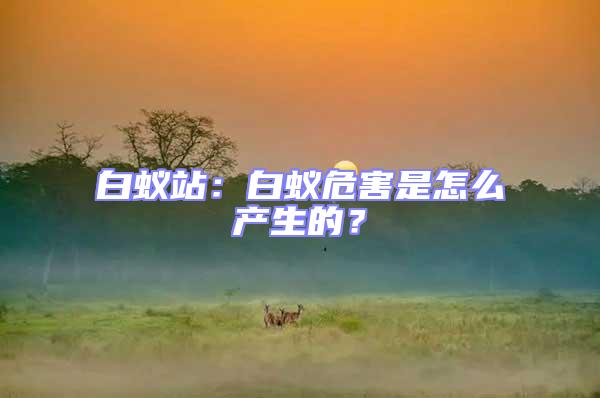白蟻站：白蟻危害是怎么產(chǎn)生的？