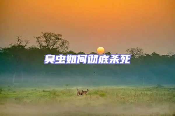 臭蟲如何徹底殺死