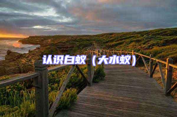 認識白蟻(大水蟻)