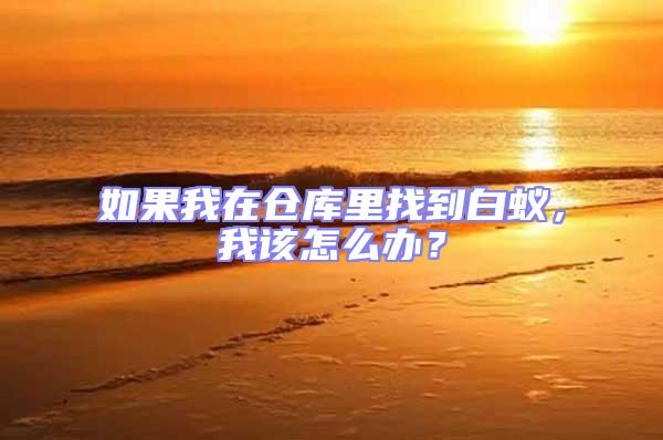 如果我在倉庫里找到白蟻，我該怎么辦？