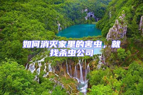 如何消滅家里的害蟲,就找殺蟲公司