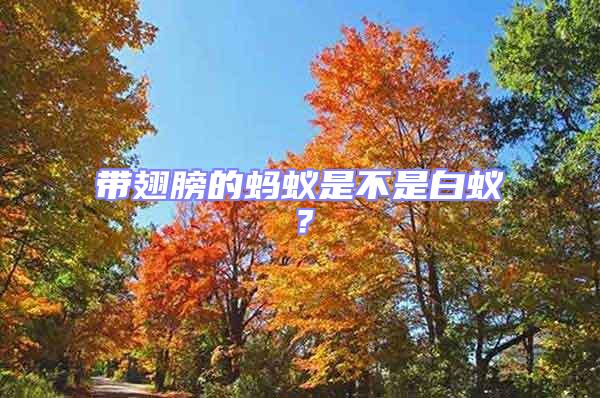 帶翅膀的螞蟻是不是白蟻?