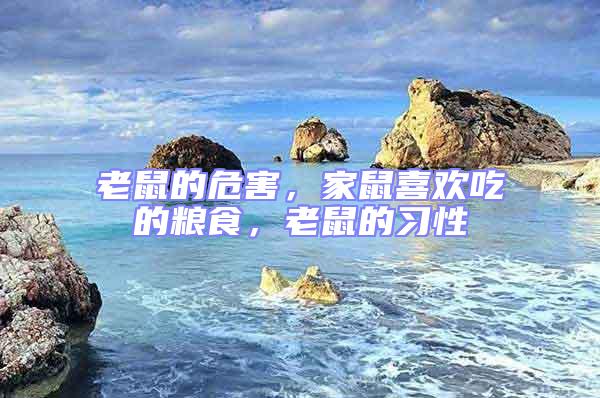 老鼠的危害,家鼠喜歡吃的糧食,老鼠的習性