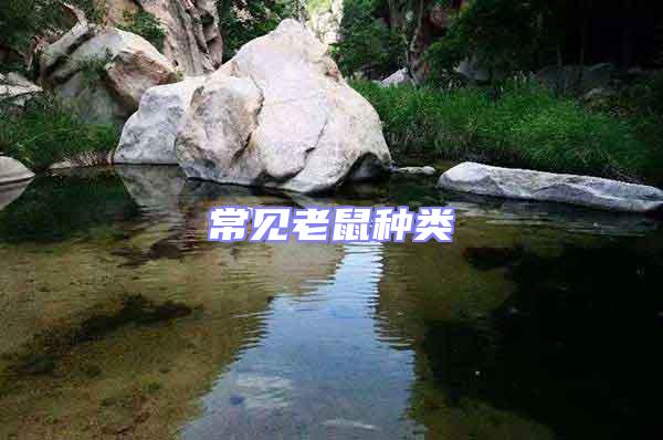 常見(jiàn)老鼠種類