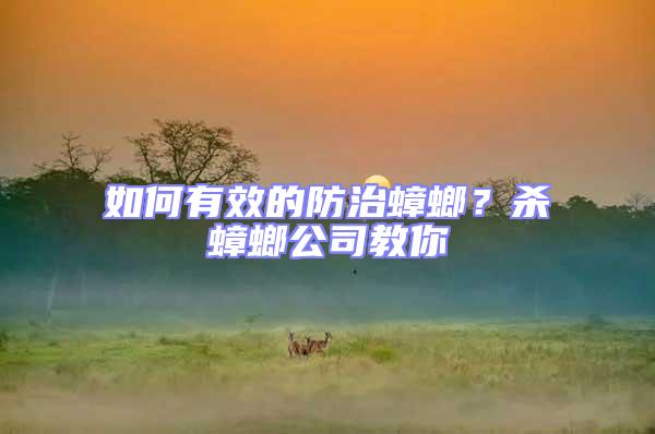 如何有效的防治蟑螂?殺蟑螂公司教你