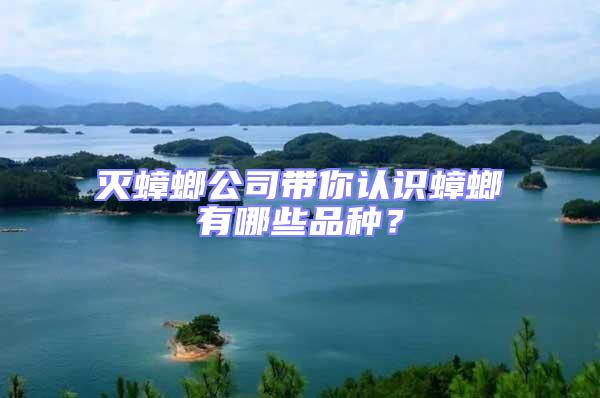 滅蟑螂公司帶你認識蟑螂有哪些品種?