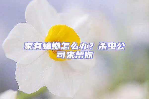 家有蟑螂怎么辦？殺蟲公司來幫你