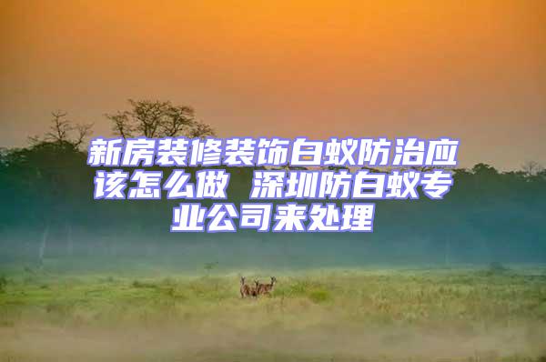 新房裝修裝飾白蟻防治應該怎么做 深圳防白蟻專業(yè)公司來處理