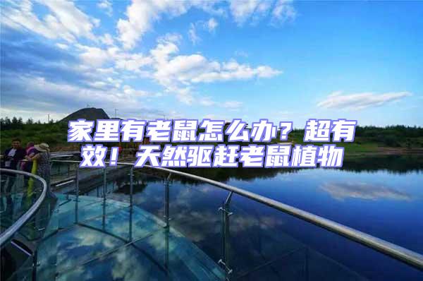 家里有老鼠怎么辦?超有效!天然驅(qū)趕老鼠植物