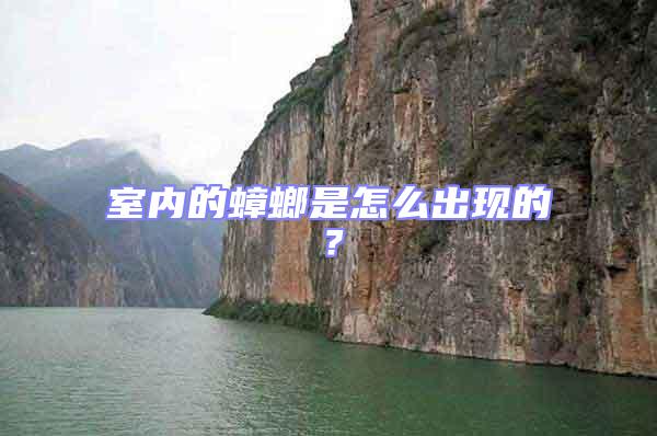 室內(nèi)的蟑螂是怎么出現(xiàn)的?