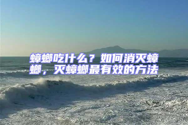 蟑螂吃什么?如何消滅蟑螂,滅蟑螂最有效的方法