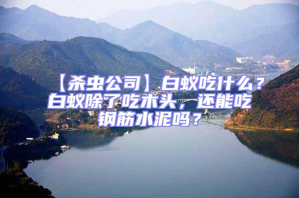 【殺蟲公司】白蟻吃什么?白蟻除了吃木頭,還能吃鋼筋水泥嗎?