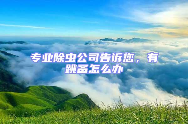 專業除蟲公司告訴您，有跳蚤怎么辦