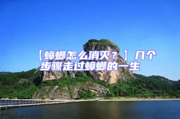 【蟑螂怎么消滅?】幾個(gè)步驟走過蟑螂的一生