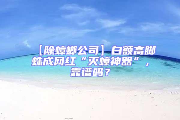 【除蟑螂公司】白額高腳蛛成網紅“滅蟑神器”，靠譜嗎？