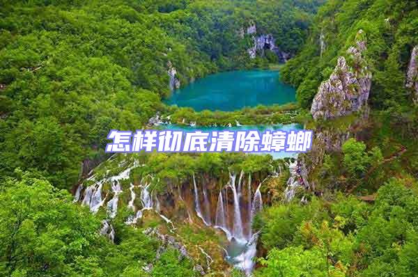 怎樣徹底清除蟑螂