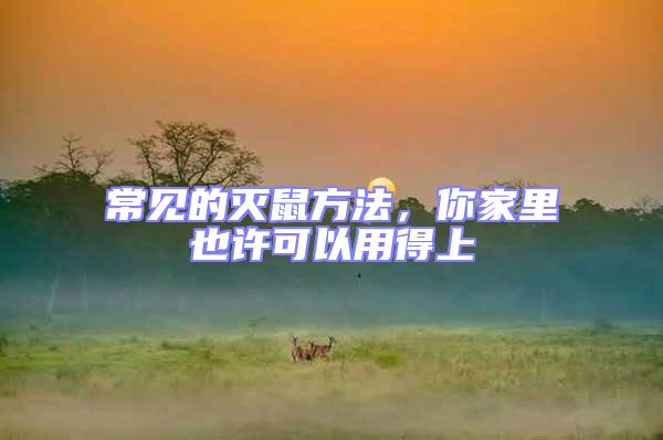 常見的滅鼠方法，你家里也許可以用得上