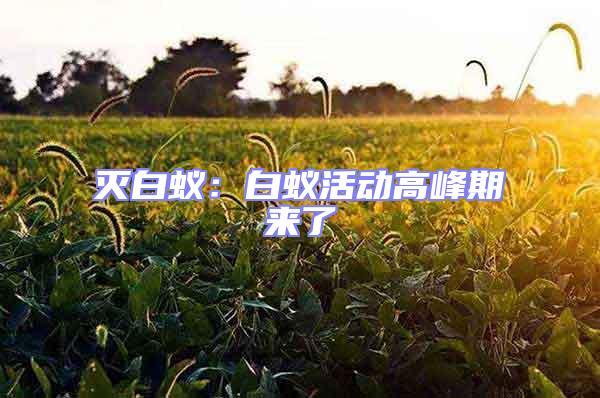 滅白蟻：白蟻活動高峰期來了