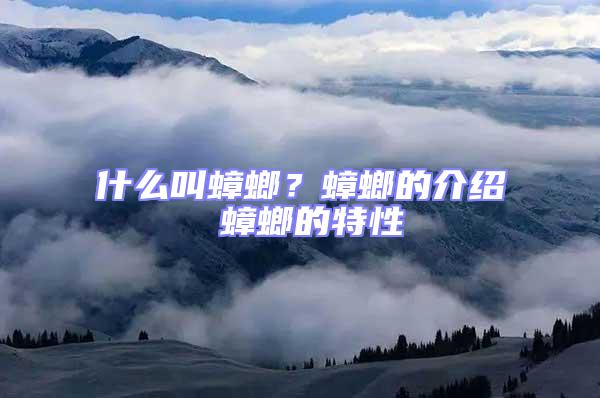 什么叫蟑螂？蟑螂的介紹 蟑螂的特性