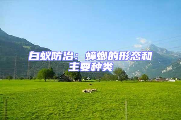 白蟻防治:蟑螂的形態和主要種類