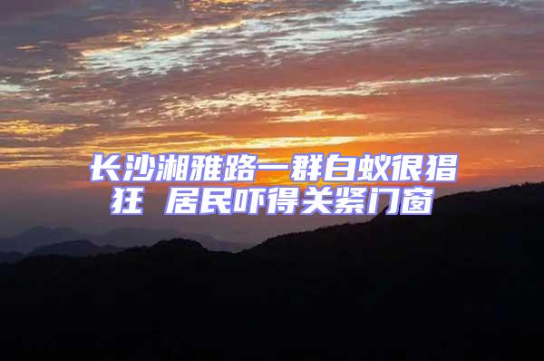 長沙湘雅路一群白蟻很猖狂 居民嚇得關緊門窗