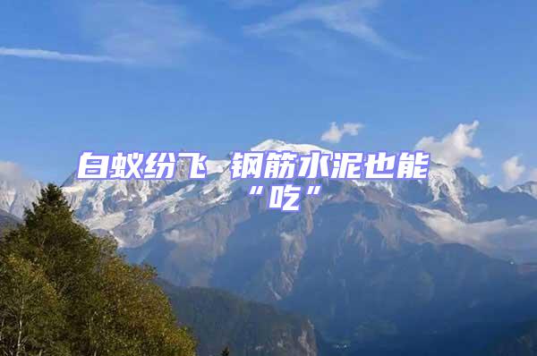 白蟻紛飛 鋼筋水泥也能“吃”