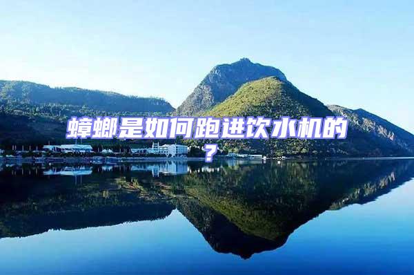 蟑螂是如何跑進飲水機的？