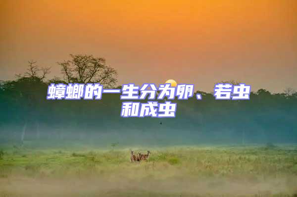 蟑螂的一生分為卵、若蟲和成蟲