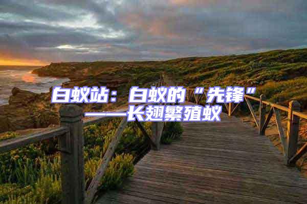 白蟻站：白蟻的“先鋒”——長翅繁殖蟻