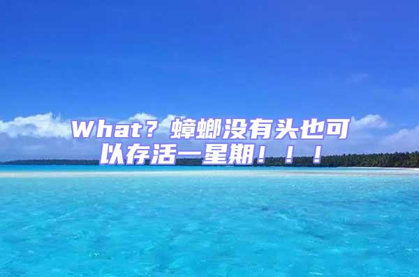 What？蟑螂沒有頭也可以存活一星期?。。?/></p>
									<p style=